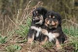 DOGUE DU TIBET 482